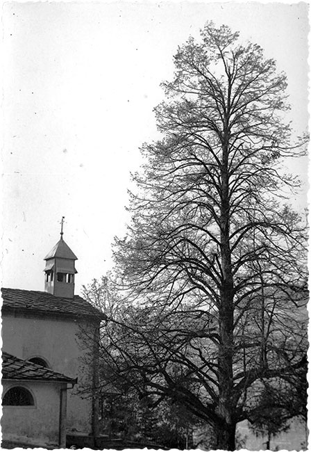 Il tiglio in una foto d epoca